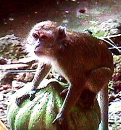 batu cave monkey