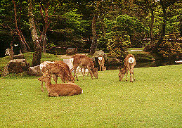 Deer in Nara Park